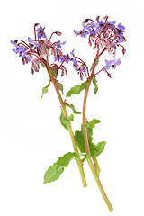 Image showing Borage Herb Flowers