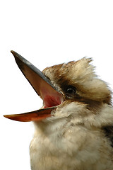 Image showing Singing bird