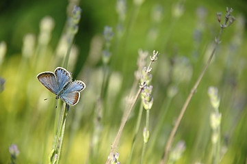 Image showing Butterfly and flowers