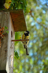 Image showing Bird and house