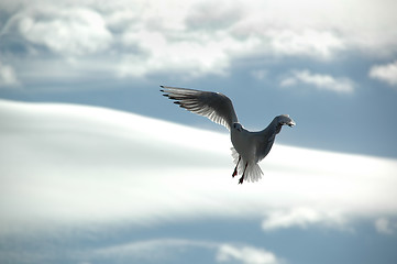 Image showing Seagull and clouds