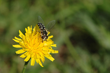 Image showing Flower and bee