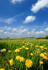 Image showing Yellow flowers and blue cloudy sky