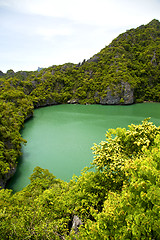 Image showing  coastline of a green   and tree  south china sea  