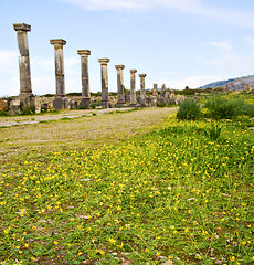 Image showing volubilis in morocco africa the old  yellow flower 