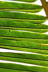 Image showing  thailand   abstract  in the light  of a  green  white 