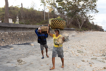 Image showing Indonesian woman carries on head basket with seaweed
