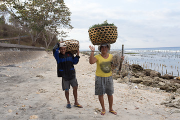 Image showing Indonesian woman carries on head basket with seaweed