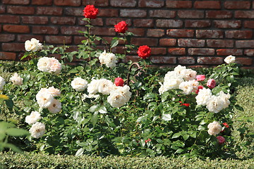 Image showing white and red roses in the garden