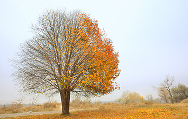 Image showing Solitary Single Tree