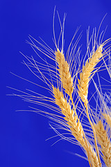 Image showing ears of wheat isolated