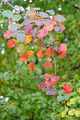 Image showing Autumn leaves