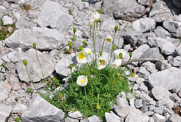 Image showing Alpine poppy (Papaver alpinum)