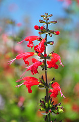 Image showing Scarlet sage (Salvia coccinea)