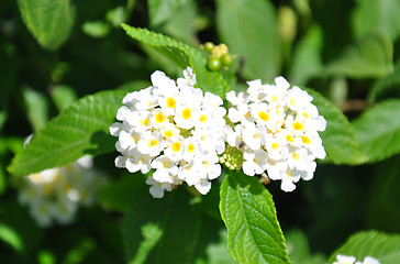 Image showing White sage (Lantana camara)