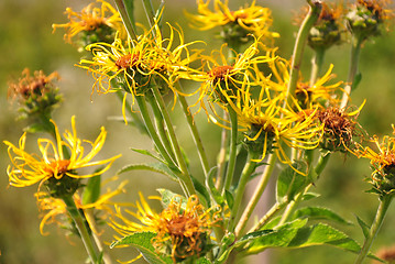 Image showing Elecampane (Inula helenium)