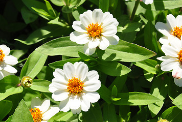 Image showing Narrowleaf zinnia (Zinnia angustifolia)