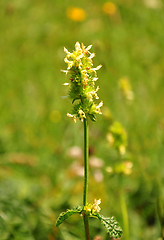 Image showing Yellow betony (Betonica alopecuros)