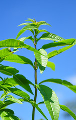 Image showing Sweetleaf (Stevia rebaudiana)