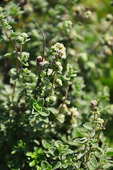 Image showing Lemon thyme (Thymus citriodorus)