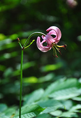 Image showing Martagon lily (Lilium martagon)