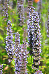 Image showing Korean mint (Agastache rugosa)