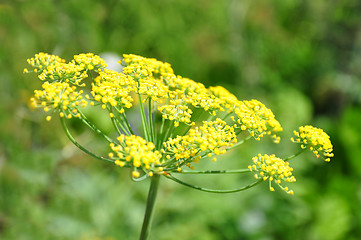 Image showing Fennel (Foeniculum vulgare)