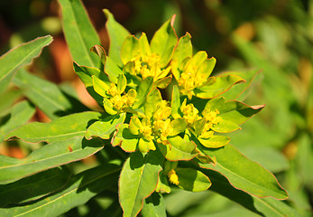 Image showing Cushion spurge (Euphorbia epithymoides)