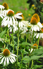 Image showing White coneflower (Echinacea purpurea)