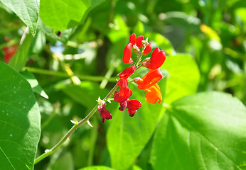 Image showing Runner bean (Phaseolus coccineus)