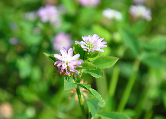 Image showing Persian clover (Trifolium resupinatum)