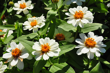 Image showing Narrowleaf zinnia (Zinnia angustifolia)