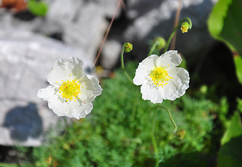 Image showing Alpine poppy (Papaver alpinum)