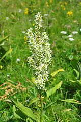 Image showing White false helleborine (Veratrum album)