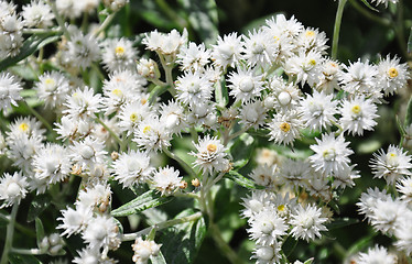 Image showing Pearly everlasting  (Anaphalis triplinervis)
