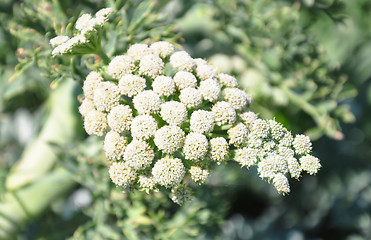 Image showing Moon carrot (Seseli gummiferum)