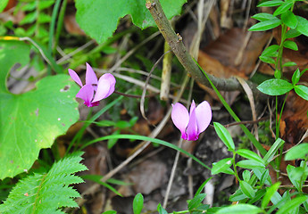 Image showing Alpine cyclamen (Cyclamen purpurascens)