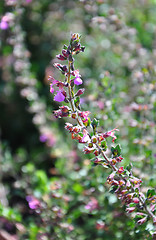 Image showing Wall germander (Teucrium chamaedrys)