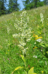 Image showing White false helleborine (Veratrum album)