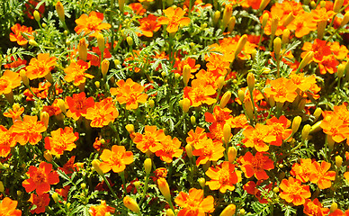 Image showing Marigold (Tagetes tenuifolia)