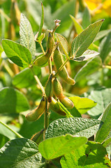 Image showing Soybean (Glycine max)