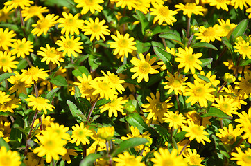 Image showing Creeping zinnia (Sanvitalia procumbens)