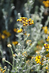 Image showing Strawflower (Helichrysum thianschanicum)