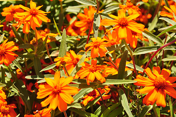 Image showing Narrowleaf zinnia (Zinnia angustifolia)