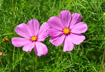 Image showing Garden cosmos (Cosmos bipinnatus)