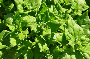 Image showing New Zealand spinach (Tetragonia tetragonioides)