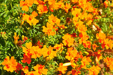 Image showing Marigold (Tagetes tenuifolia)