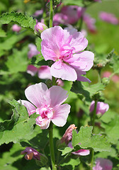 Image showing Hollyhock (Alcea hybrida)