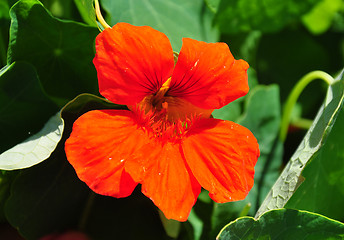 Image showing Garden nasturtium (Tropaeolum majus)