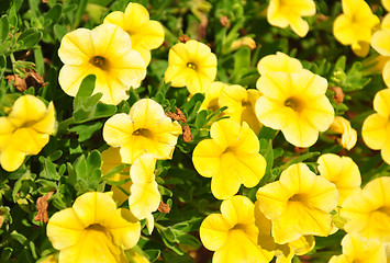 Image showing Calibrachoa flowers